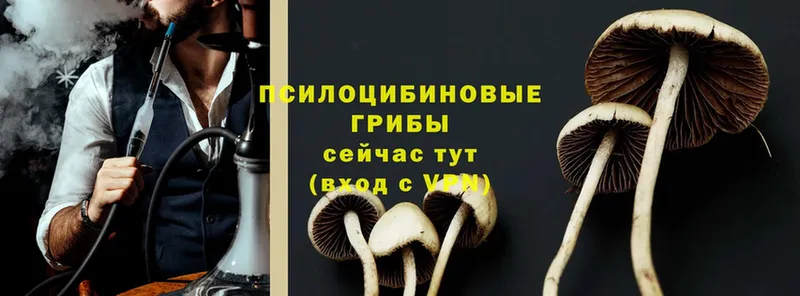 Псилоцибиновые грибы Psilocybe  Поворино 